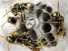 WASP NEST INSECT HIVE PHOTO ART PRINT POSTER PICTURE BMP1848A