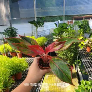 【Gardeners】極光粗肋草 3吋盆 -1入(室內植物/綠化植物/觀葉植物)