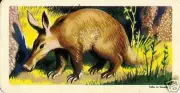 RED ROSE TEA CARD, SERIES: AFRICAN ANIMALS, AARDVARK