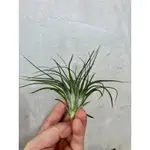 空氣鳳梨 密葉多國花 STRICTA V COMPACTA