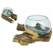 Hand Blown - Glass Fish Bowl Terrarium on Natural Wood