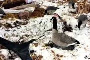 NEW DOA Decoys 401189 3D Concealment Snow Blanket in Camouflage Colors