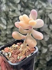 1 Lavender Pebbles Variegated with Tiny Pup Coming Through Succulent Cutting Live Plant
