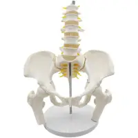 在飛比找蝦皮商城優惠-五節腰椎帶骨盆模型 脊柱模型 盆骨模型 人體骨骼模型 股骨椎
