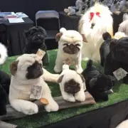 Carlotta (Pug - 28cm sitting)