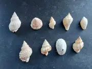 #8300 Beautiful lot of 9 different rare approx. 22-36mm sea snail shells