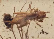 Detailed Cricket, Gnat, and Beetle, Fossil insect inclusion in Burmese Amber