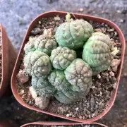 Multi Heads Rare Succulent Live Plant Euphorbia obesa Hook. f. 1/4/10pcs Sale