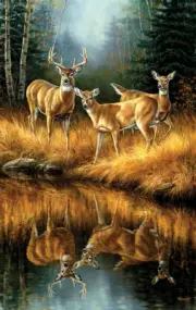 SunsOut Whitetail Reflections 550 Piece Jigsaw Puzzle By Rosemary Millette
