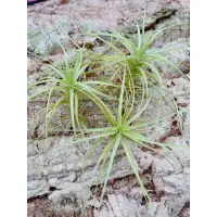 在飛比找蝦皮購物優惠-空鳳 紫羅蘭 Tillandsia aeranthos 空氣