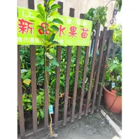 在飛比找蝦皮購物優惠-麻豆文旦(粗大壯苗文旦)正宗麻豆文旦、白文旦、紅文旦、柚子、