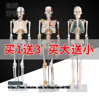 在飛比找樂天市場購物網優惠-85cm180cm人體骨骼模型骨架可拆卸人體脊柱模型仿真骷髏