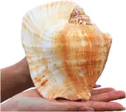 Shells,Conch Shell, Shells Natural Large Shell of Conch Home Decorations 12~1...