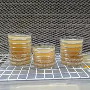 5 Malt Extract Agar Plates (MEA) - Sterile, pre-poured, and ready to use.