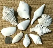 10 FLORIDA FOSSIL SHELLS - MOST ARE EXTINCT - CRAFTING or COLLECTING