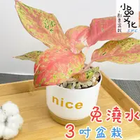 在飛比找蝦皮商城優惠-【小品文化】彩鳳【現貨】3吋nice免澆水盆栽 室內植物 室