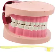 Human Teeth Model: Child Teeth Toy for Science Equipment and Biology Teaching Realistic Dentist Toy for Kids