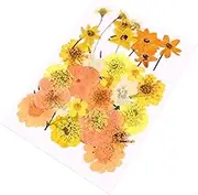Hohopeti 40 Pcs Elegant Dried Flower Stickers for DIY Crafts Natural Pressed Flowers Orange for Mobile Phone Cases Scrapbooking and Creative Decorations