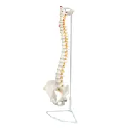 Spine Model, 34 Life Size Spinal Cord Model with Vertebrae