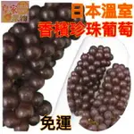 日本珍珠葡萄島根/山梨特A級一箱2KG【皇家果物】低溫免運