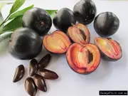 Buy Black Apple Rainforest Tree in Australia - Pouteria australis