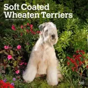 BrownTrout, Wheaten Terriers Soft Coated 2025 Wall Calendar