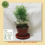 【台灣出貨】扁柏_3寸盆_買十送一 植物｜園藝｜送禮｜花園打造｜綠化擺設｜綠植｜樹苗_B.600.028