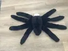 Pottery Barn SPIDER Shaped Pillow Black Alpaca Faux Fur Halloween NWT