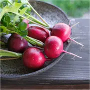 Radish - Pink Celebration seeds