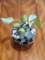 Decorative Glass Bowl with Mixed Pebbles – Ideal for Plants or Home Décor