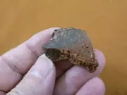 (DF300-5) small Fossil REAL DINOSAUR Bone Slice Jurassic Dino love dinos fossils