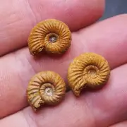 3pcs 17mm Ammonite Peresphinctes sp Madagascar Fossil Jurassic lot Pendant 10