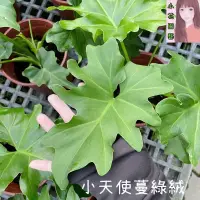 在飛比找蝦皮購物優惠-小花園藝 小天使 蔓綠絨 6吋盆 $180