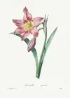 Amaryllis Equestre - 1800's Pierre-Joseph Redoute Botanical Illustration Poster