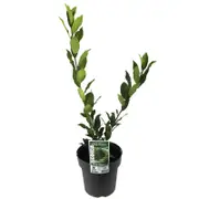 200mm Compact Bay Laurel - Laurus nobilis Miles Choice Dwarf