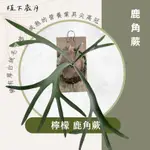 【植下歲月】│檸檬鹿角蕨 P. VEITCHII CV. LEMOINEI │ 文青鹿角蕨 植物首選 禮盒 禮物 送禮首