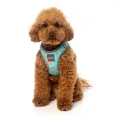 FuzzYard Summer Punch Step In Dog Harness Mint