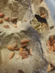 15 Scorpio Scaber Isopods Free Shipping