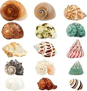 15PCS Hermit Crab Shells | Natural Sea Conch Size 1.6"-3.2" | Growth Turbo for Small to Medium and Large Crabs, Saltwater Hermit Crab Supplies and Sea Shell for Beach Decor