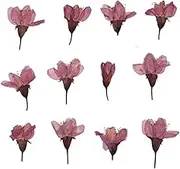 120pcs Pressed Dried Cherry Sakura Flower Plants Herbarium for Resin Jewelry Making Postcard Frame Phone Case Craft DIY