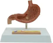 CHROX PVC Skeleton Model Human Body Model Anatomy Stomach Basic Model Human Body Model Anatomy Teaching Learning and Presentation