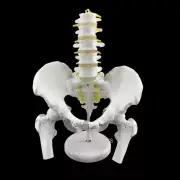 Pelvic Model With Five Lumbar Spine Human Skeleton Disc Model Intervertebral