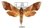 Sphingidae, Darapsa myron myron, female, ex pupa, A1/A1-, Canada