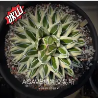 在飛比找蝦皮購物優惠-冰山笹之雪(販售正側芽) 非TC組織苗 AGAVE 龍舌蘭專