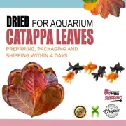 Dried Almond Leaves 100%Organic Catappa Leaf of Discus Betta Fish Aquarium care