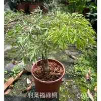 在飛比找蝦皮購物優惠-花花世界_造景樹木*羽葉福祿桐*-富貴樹/6吋盆/高20-3