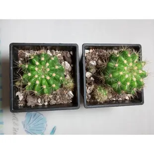 仙人掌🌵。金盛丸_多肉植物 /1-3吋_含盆土寄送。開花🌼好養 新手入門#全館購物不含運費滿199元才出貨