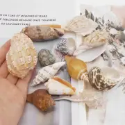 Lot of 12 Natural Conch Shells Seashells Ornament Nautical Art Decor 3-10 cm