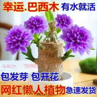 在飛比找蝦皮購物優惠-【爆款現貨】 進口真木 巴西木 水養 水培盆栽 常青植物 水