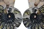 Black Ammonite Pair Crystal Cavities XLarge 6.5" 110 myo Fossil 165mm e3438cc